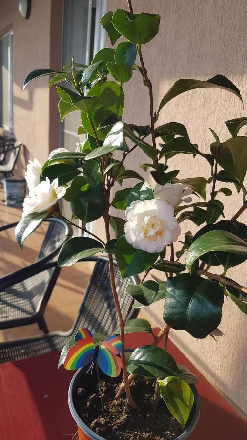 Casa Clau Cazare Orşova Exteriér fotografie